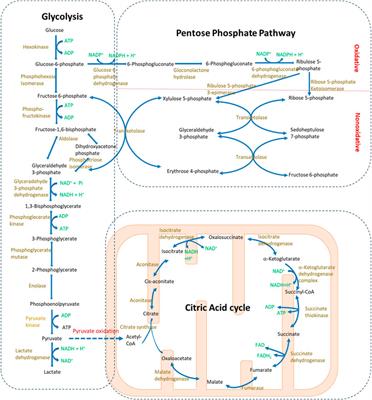 The metabolic pathway regulation in kidney injury and repair